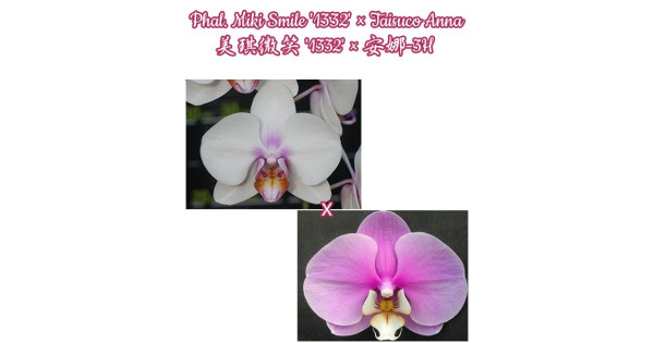 さひあ Phal. Miki Smile 1332 ×